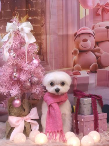 20241221みるくくん